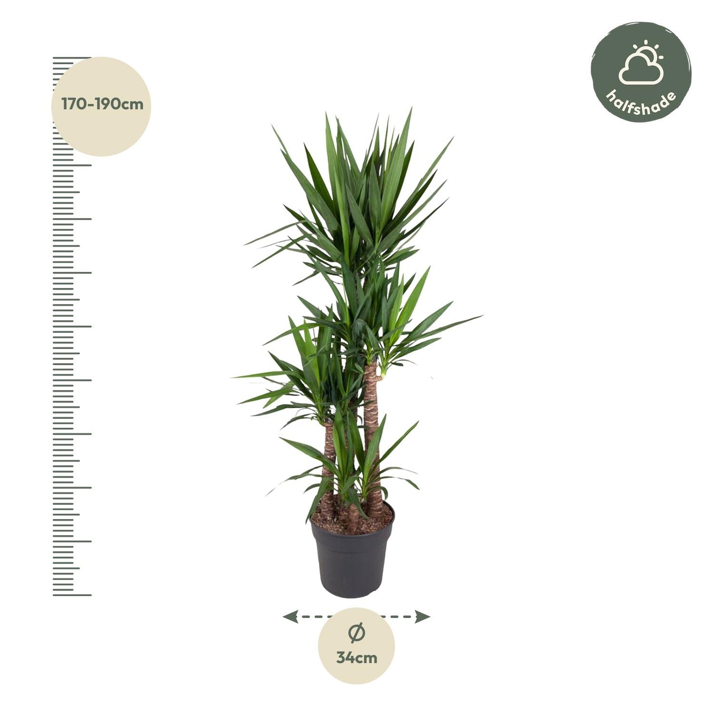 Olifantenpalm – Yucca Elephantipe – 180 cm