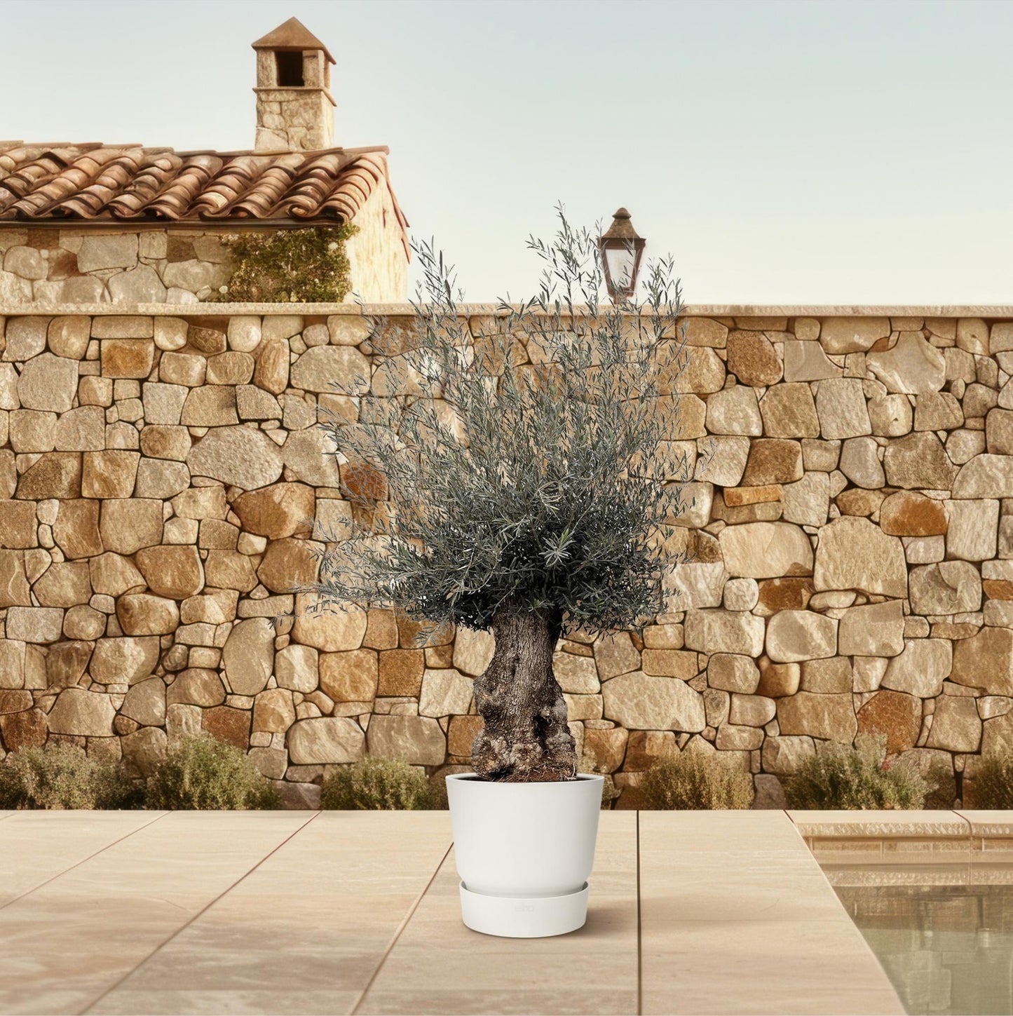 Olijfboom – Olea europaea bonsai – 270 cm