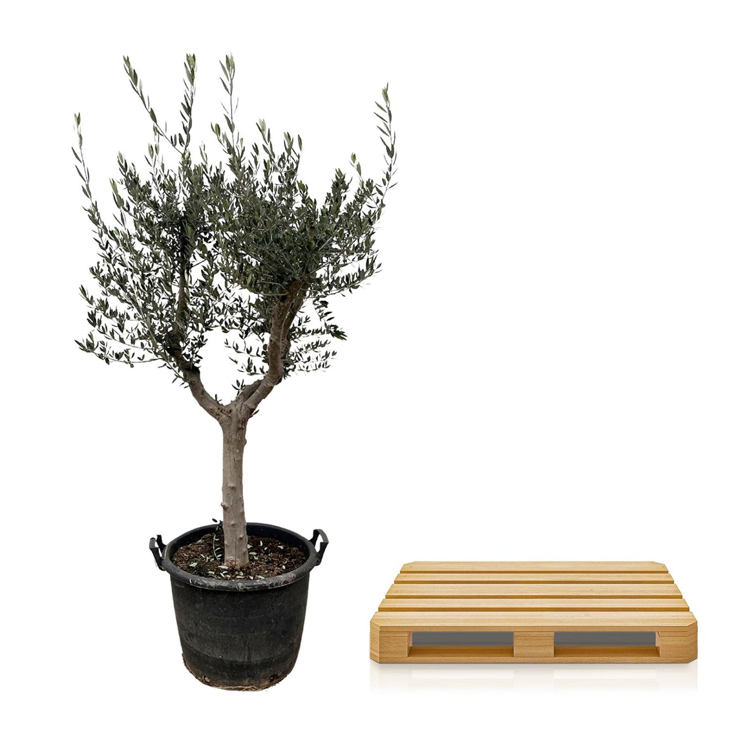 Olijfboom – Olea europaea cultivo – 220 cm