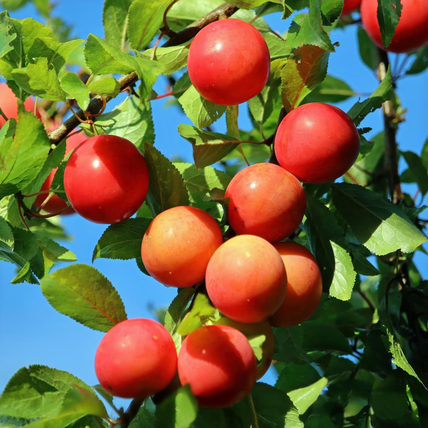 Pruimenboom – Prunus domestica Victoria – 90 cm