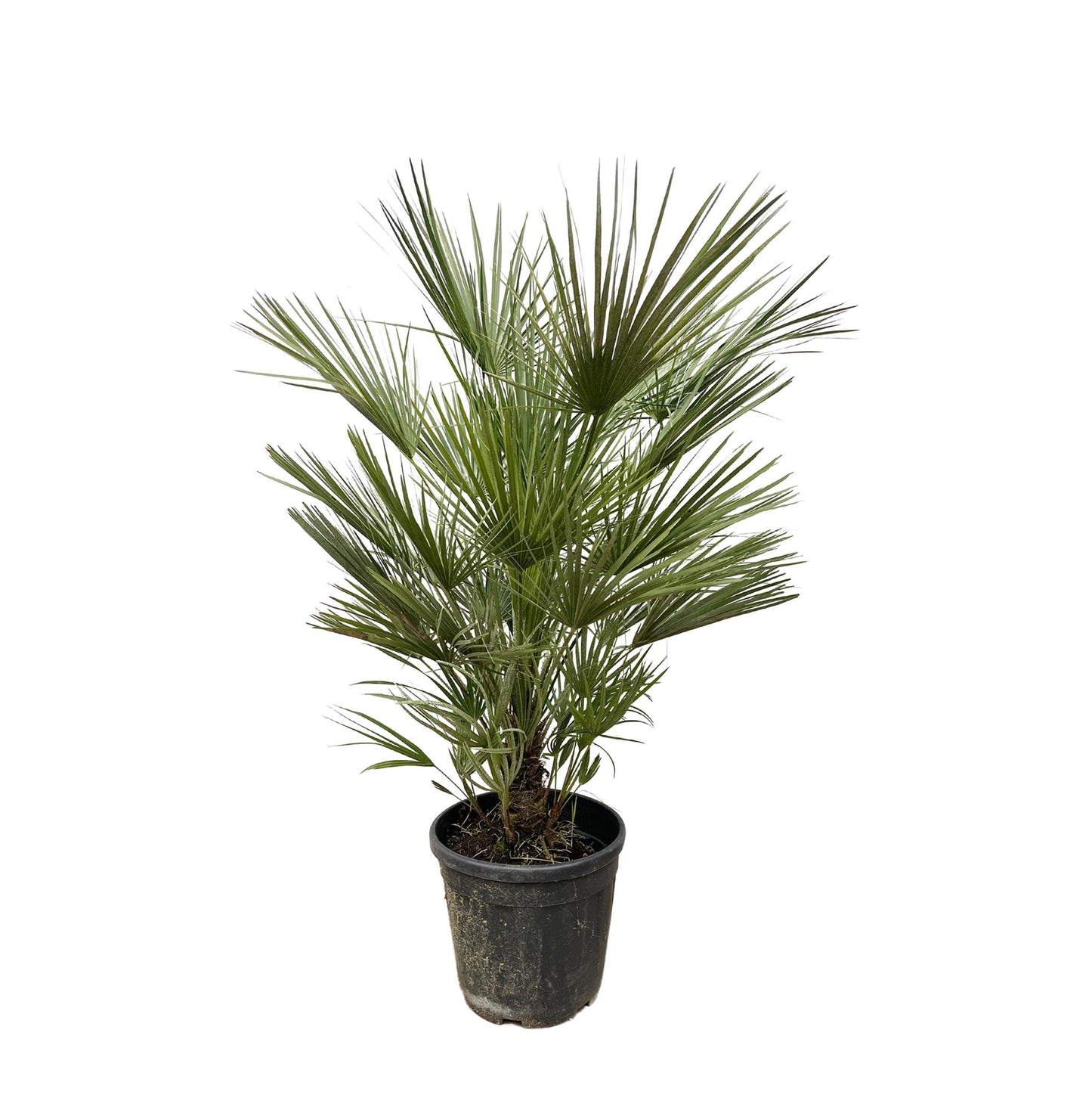 Dwergpalm – Chamaerops humilis – 150 cm