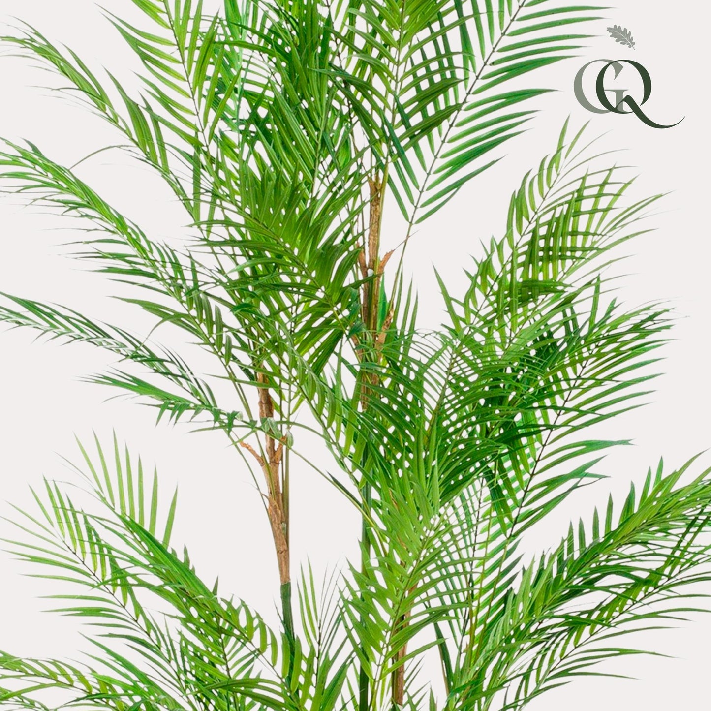 Kunstboom – Bergpalm (Chamaedorea elegans)