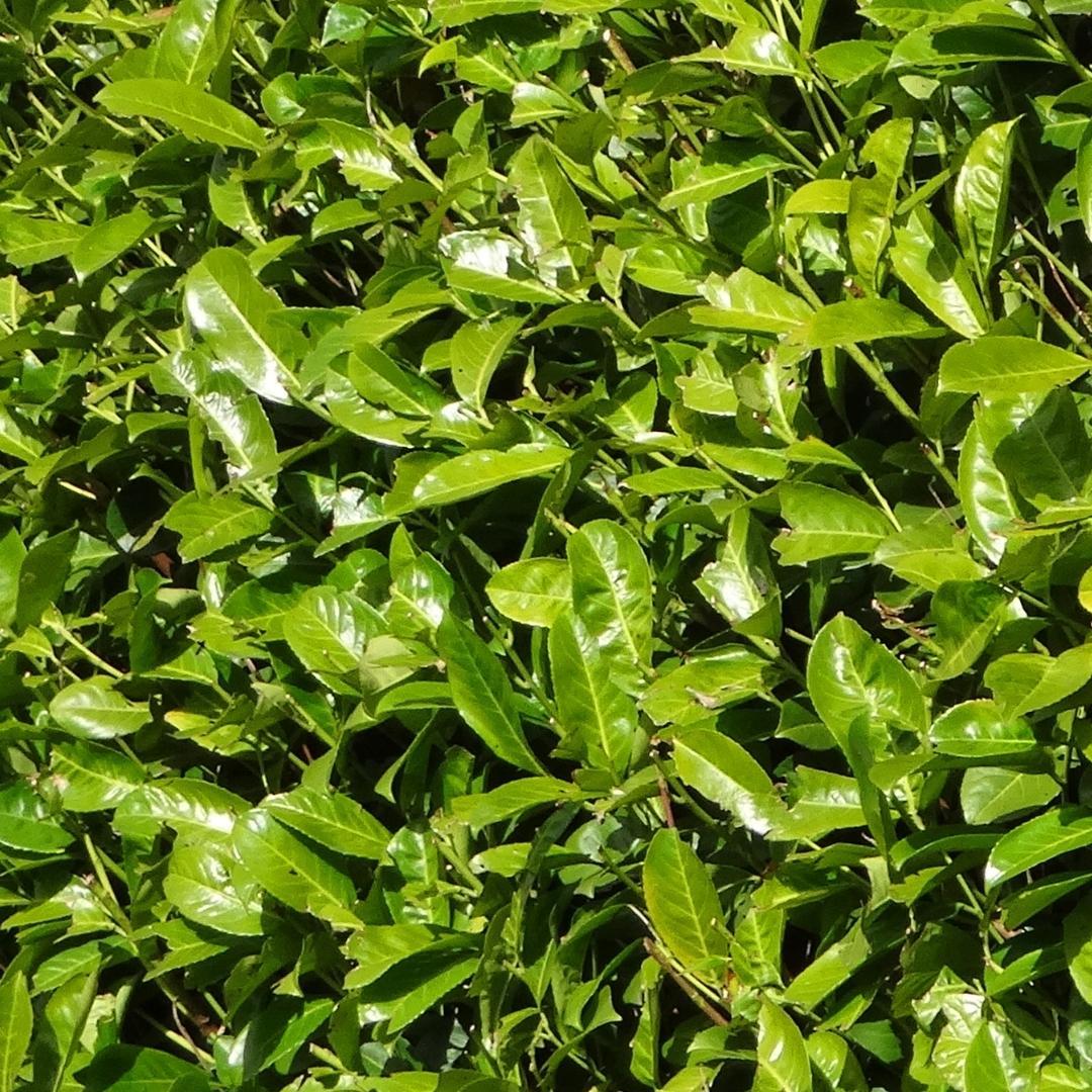 Laurierkers haag – Prunus laurocerasus – 10 meter breed – 150 cm