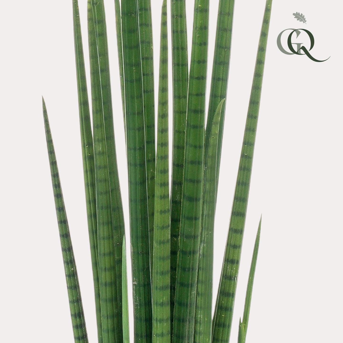 Kunstplant - Vrouwentong - Sanseveria Cylindrica - 70 cm