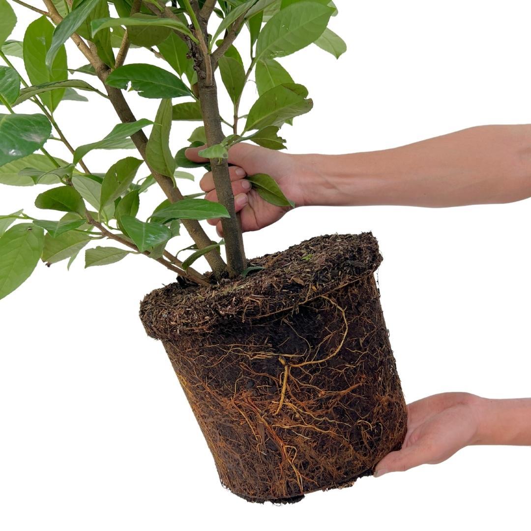 Laurierkers haag – Prunus laurocerasus – 10 meter breed – 150 cm