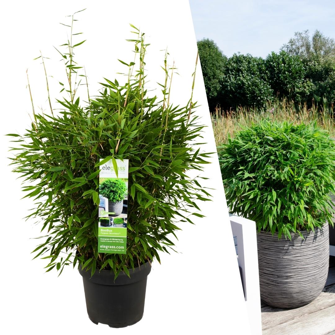 Bamboehaag – Fargesia moontears – 1 stuk – 70 cm