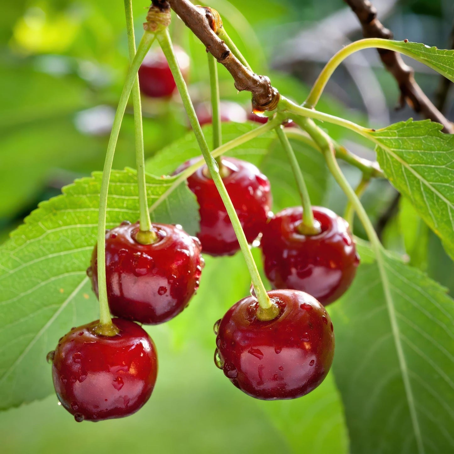 Kersenboom – Prunus avium Regina – 90 cm