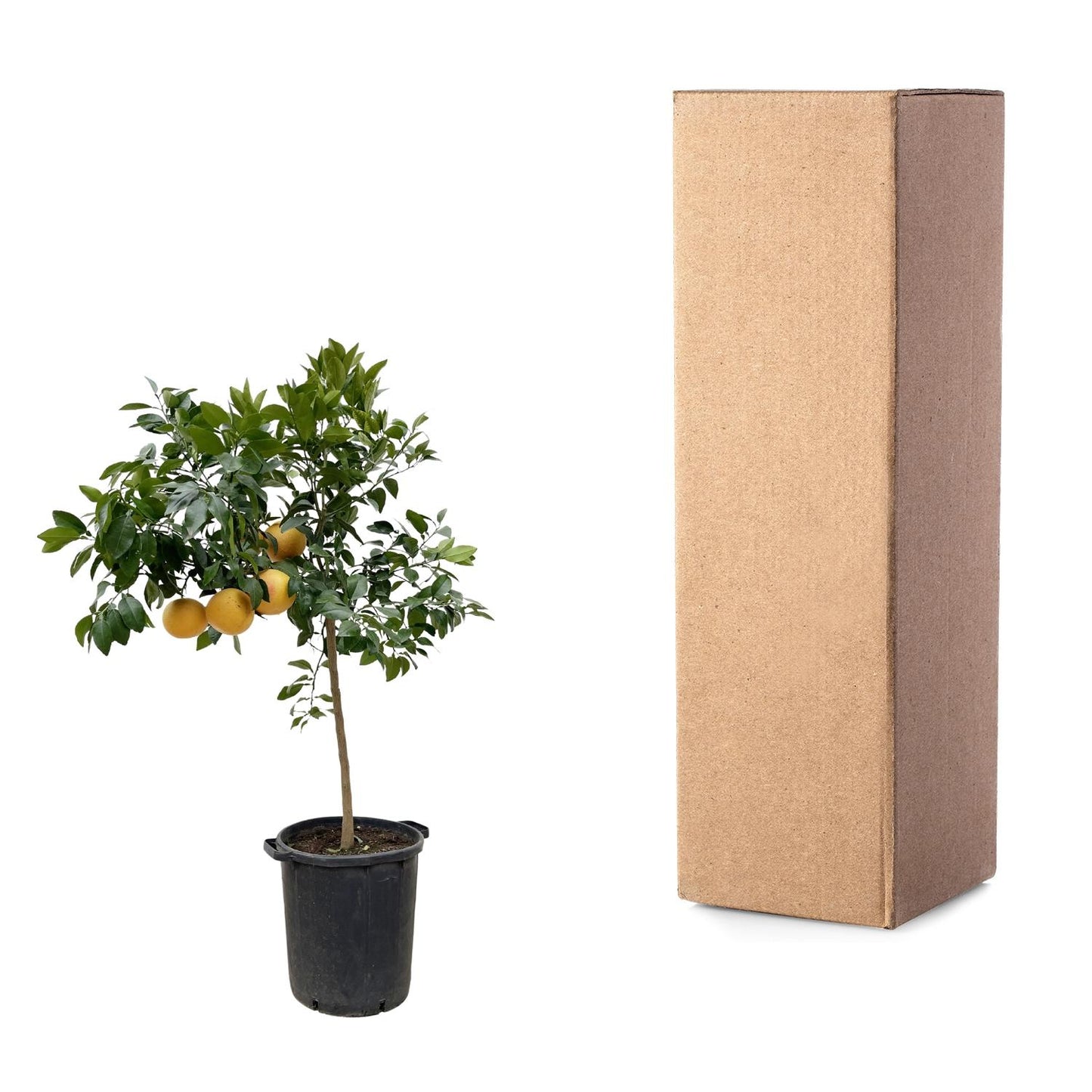 Pompelmoes – Citrus pompelmo – 150 cm
