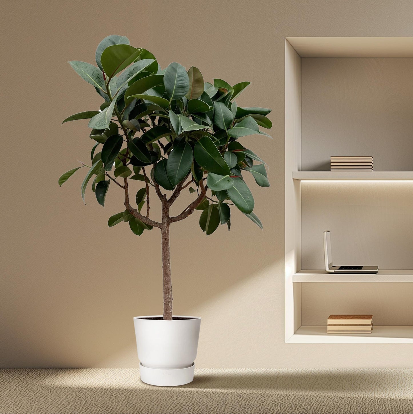 Rubberboom op stam – Ficus Elastica Robusta – 190 cm