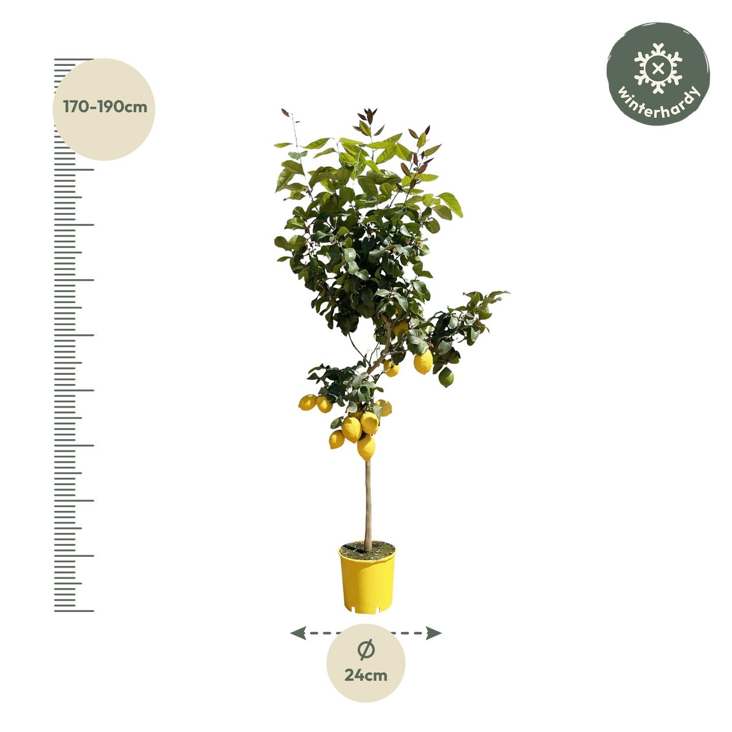 Citroenboom – Citrus limon – 150 cm