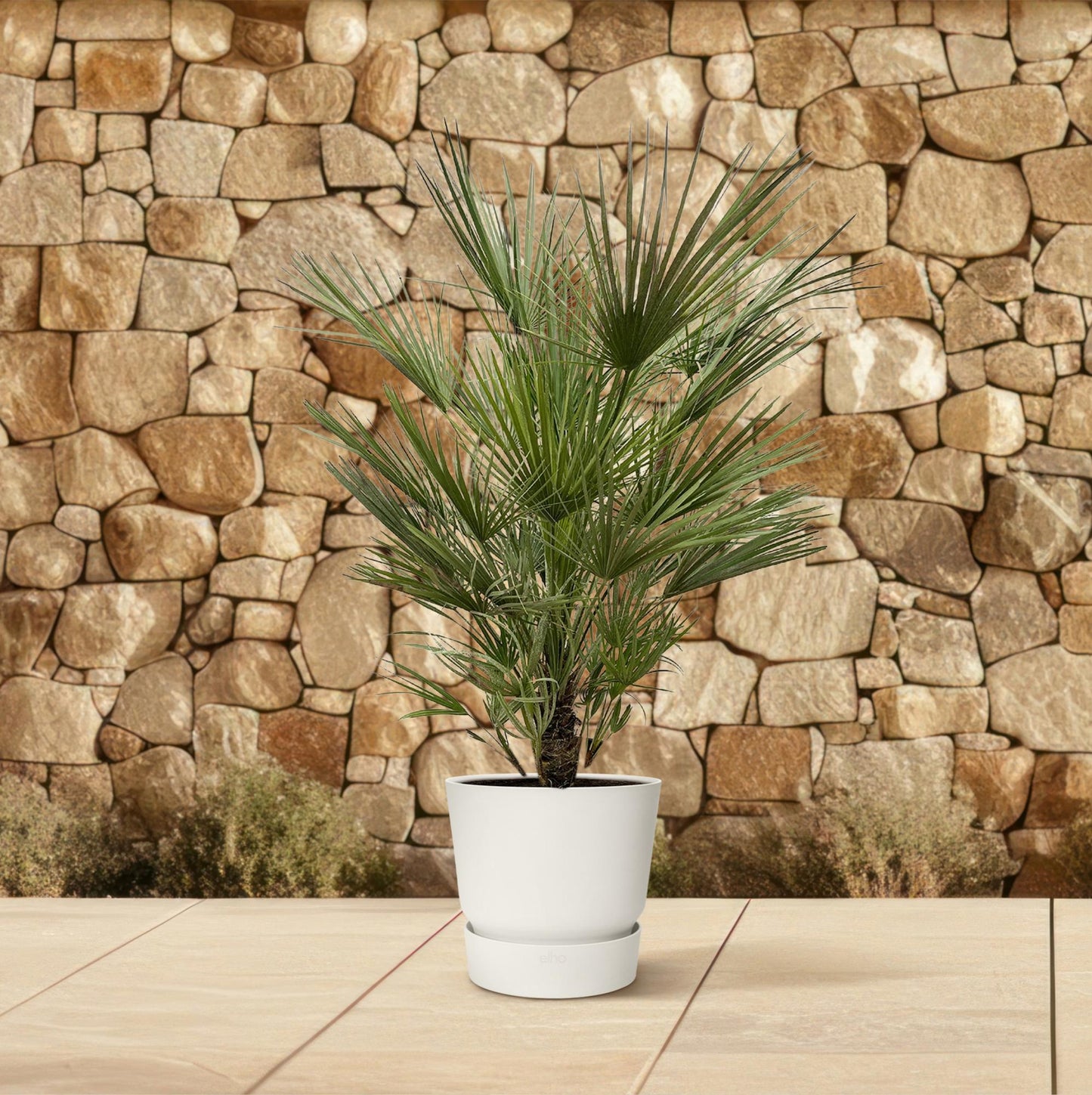 Dwergpalm – Chamaerops humilis – 150 cm