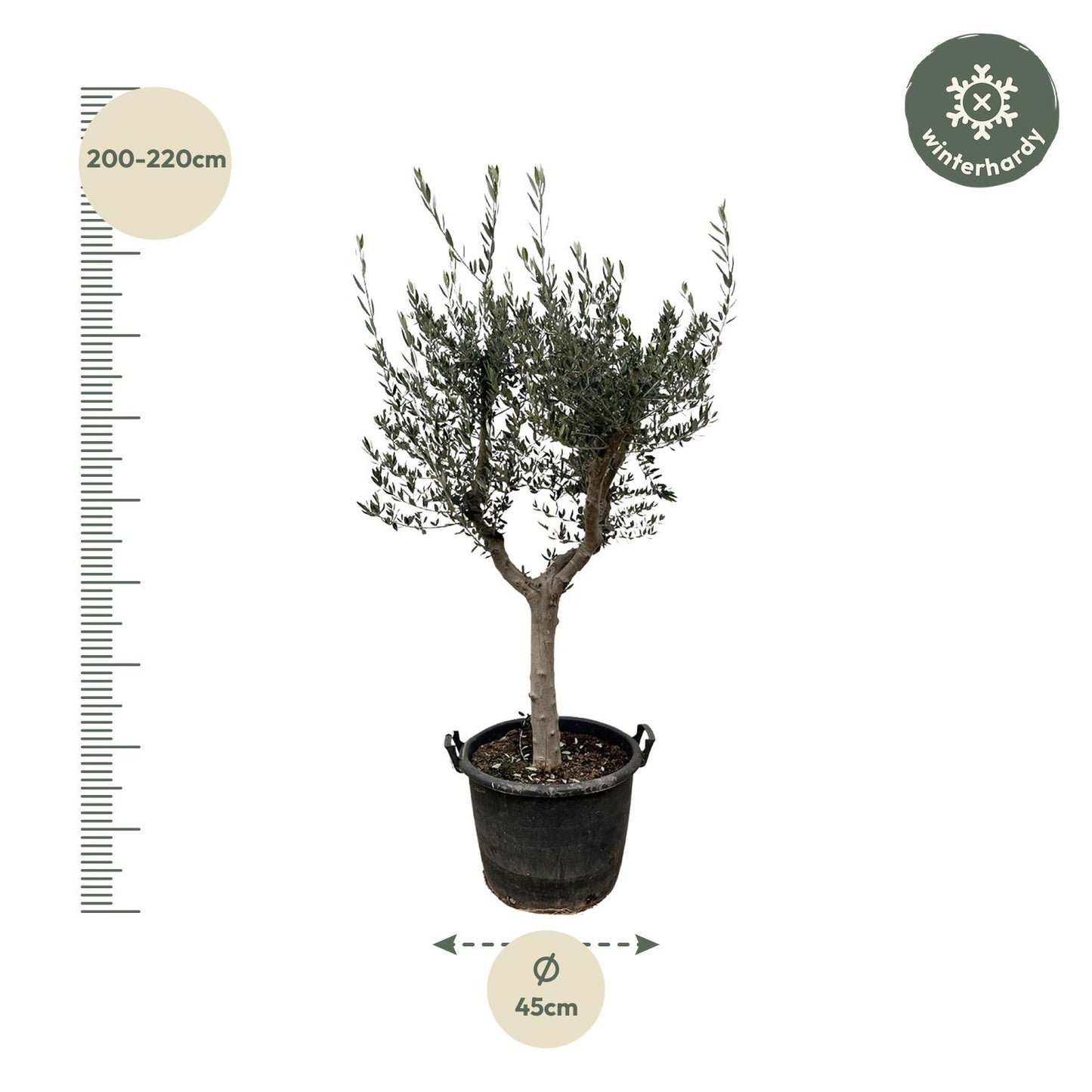 Olijfboom – Olea europaea cultivo – 220 cm