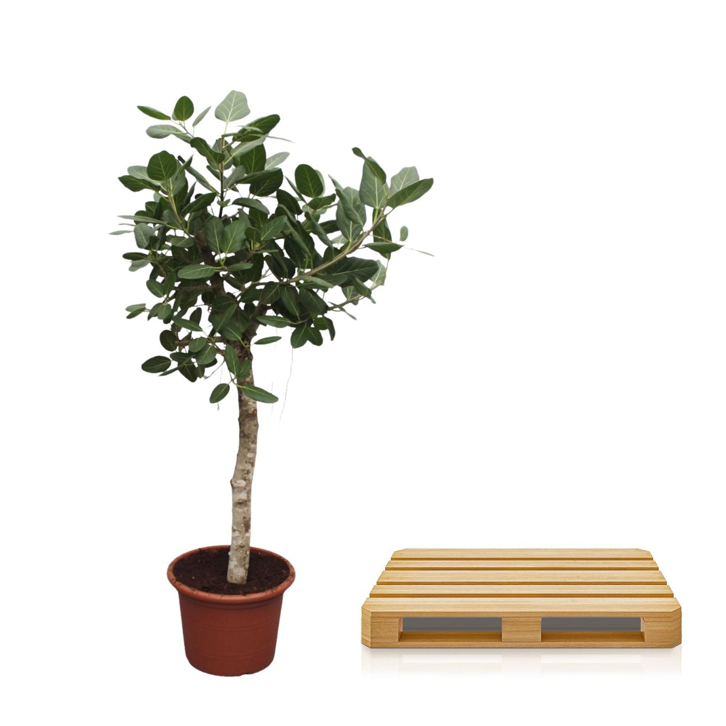 Banyanboom – Ficus benghalensis – 200 cm