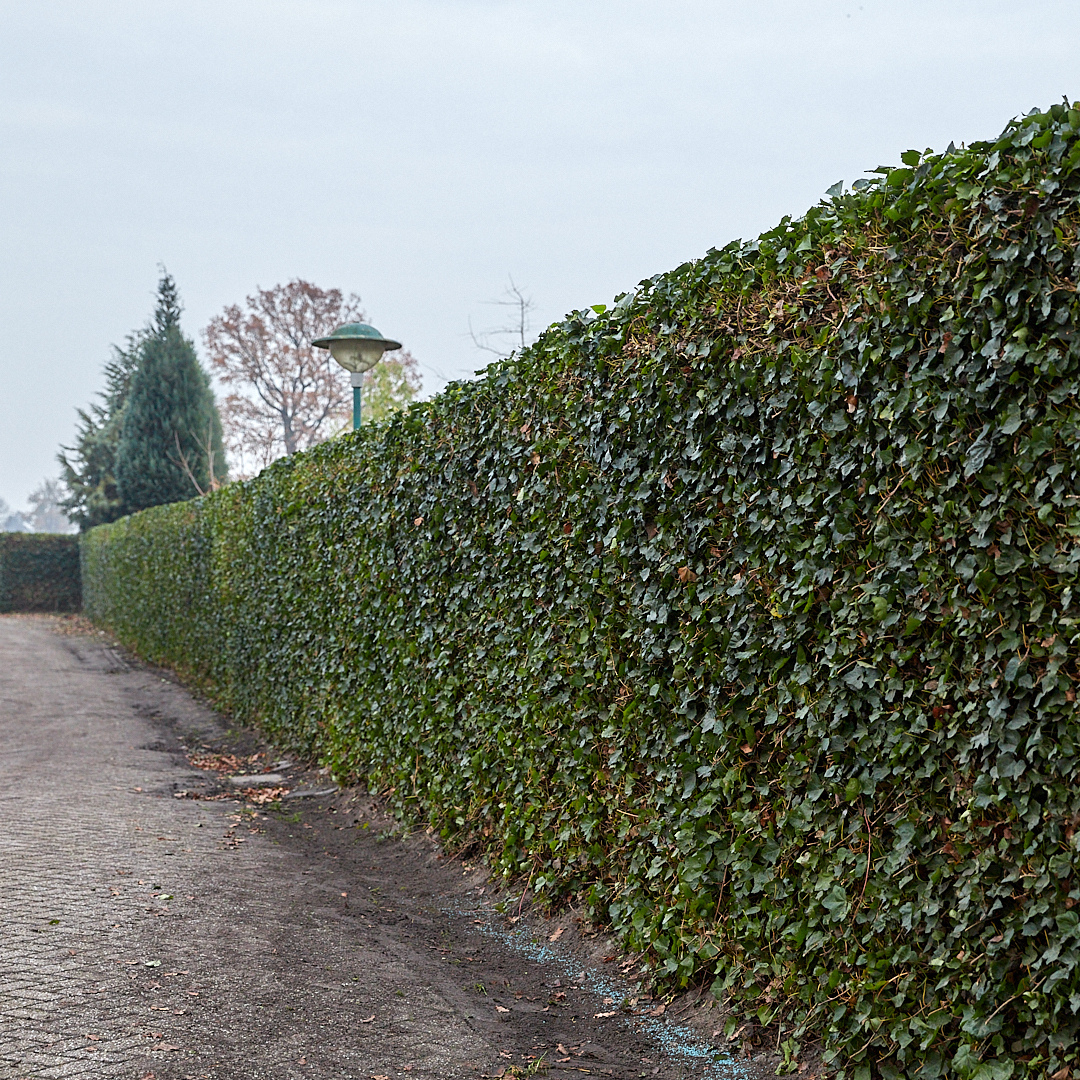 Kant en klaar haag - Klimop - Hedera hibernica -180 cm