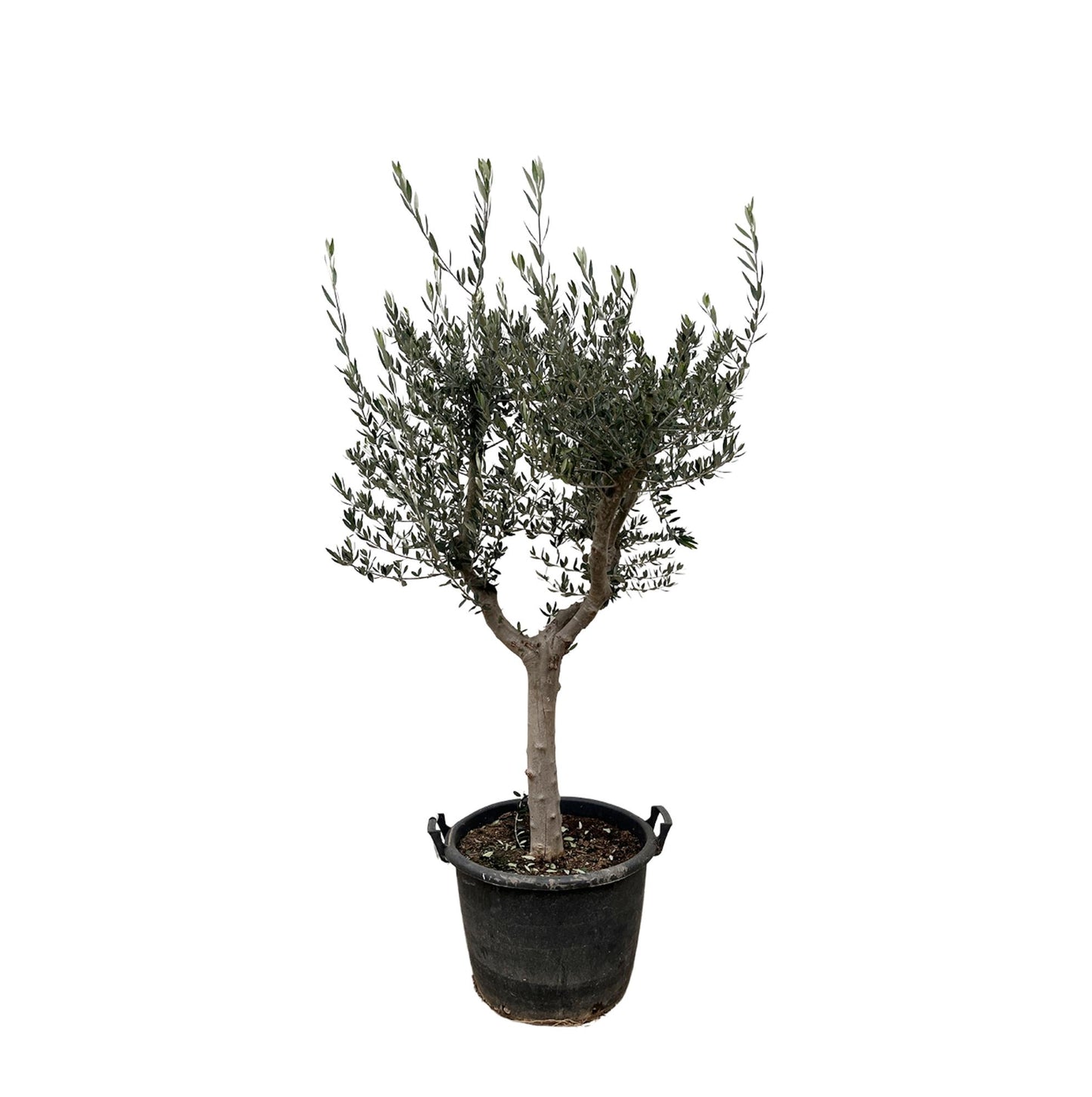 Olijfboom – Olea europaea cultivo – 220 cm