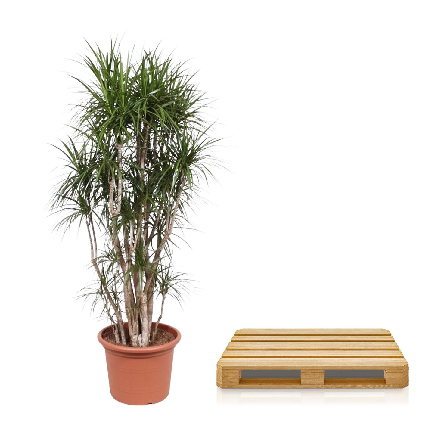 Drakenboom – Dracaena marginata – 220 cm