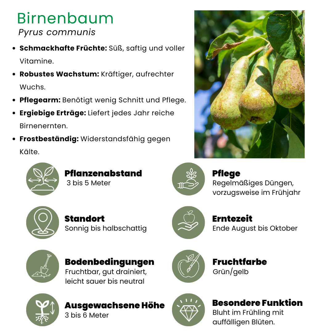 Perenboom – Pyrus – 160 cm