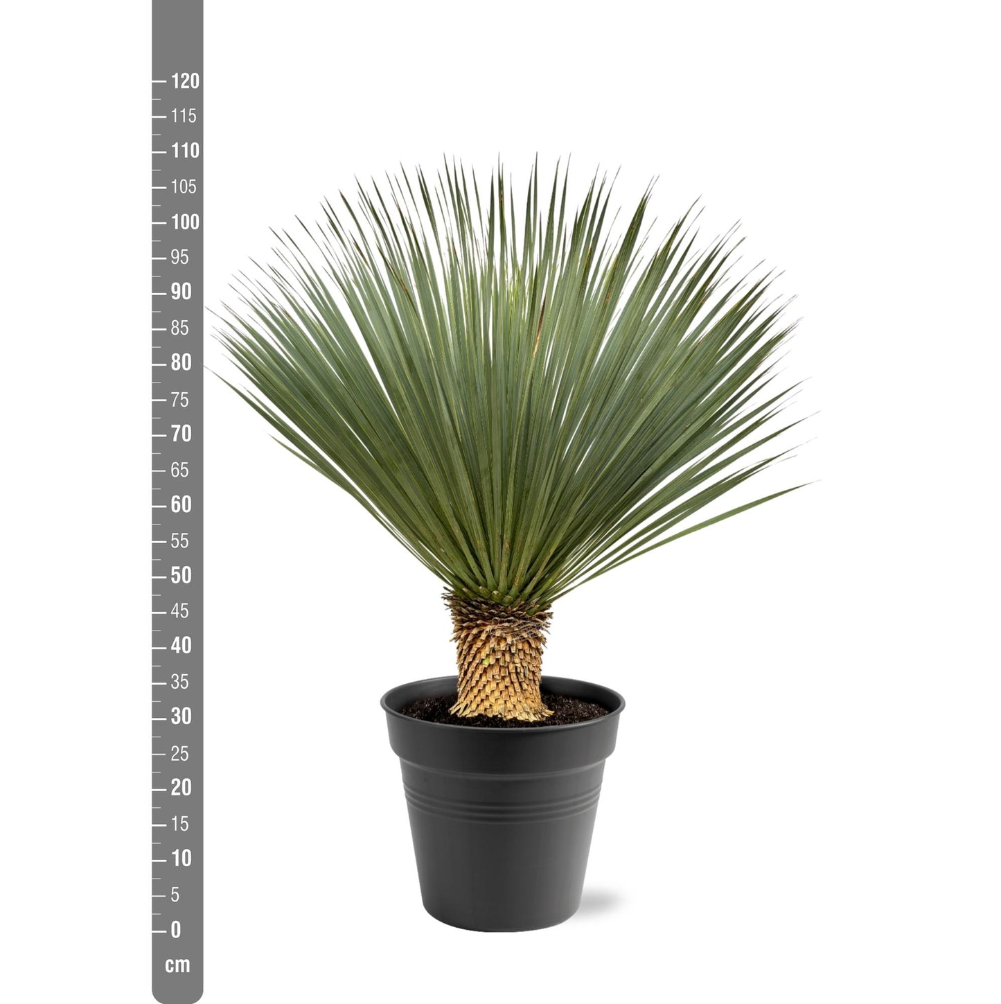 Palmlelie – Yucca rostrata – 120 cm