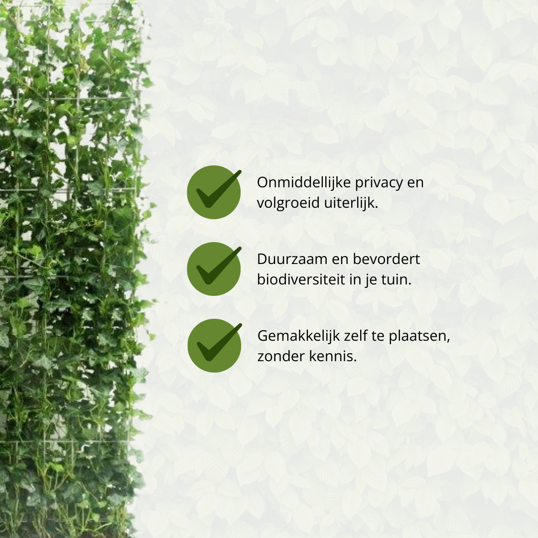 Kant en klaar haag - Klimop - Hedera hibernica -120 cm
