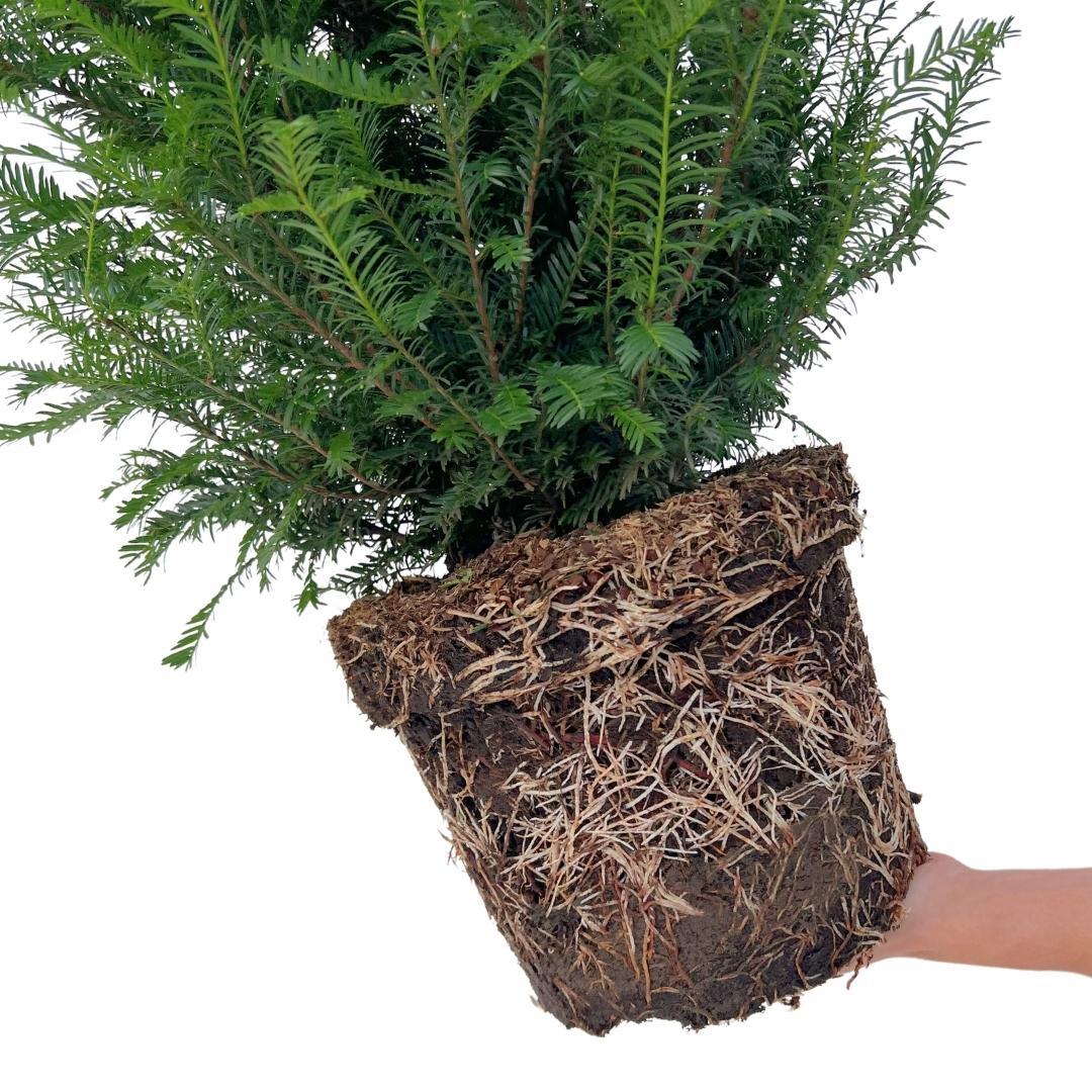 Taxus haag – Taxus baccata – 20 stuks – 100–125 cm