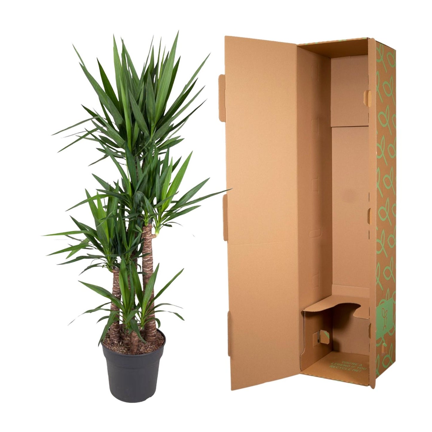 Olifantenpalm – Yucca Elephantipe – 180 cm