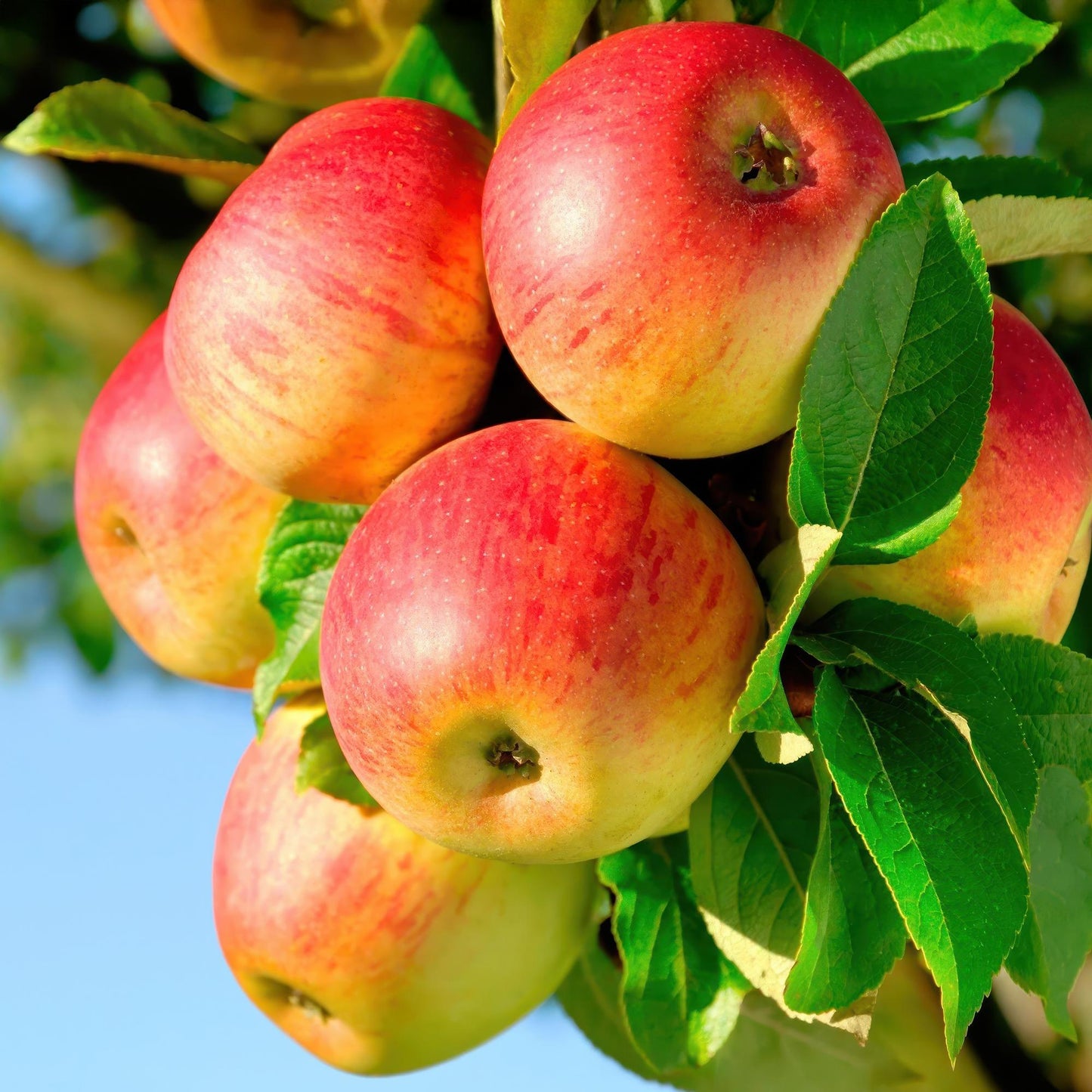 Appelboom – Malus domestica Jonagold – 90 cm
