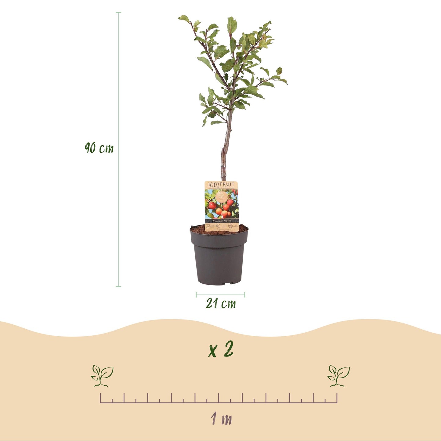 Pruimenboom – Prunus domestica Victoria – 90 cm