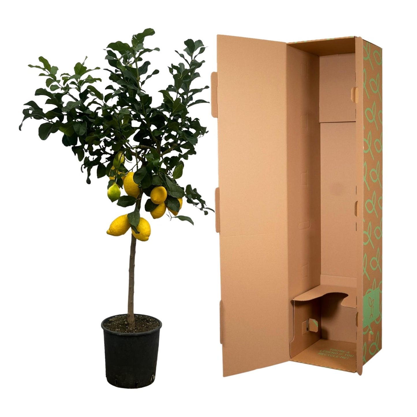 Citroenboom – Citrus Lemon – 150 cm