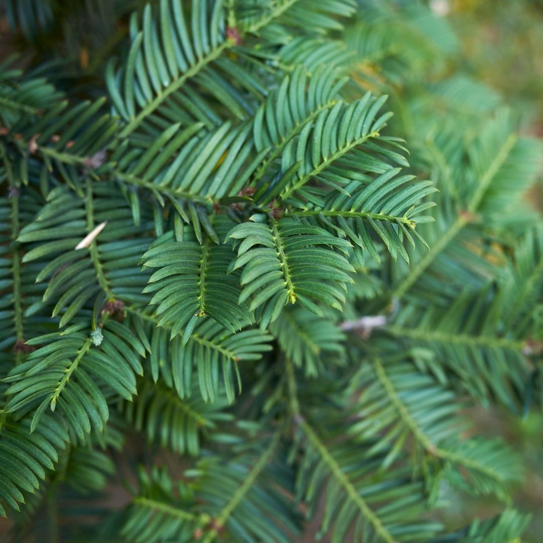 Taxus haag – Taxus baccata – 20 stuks – 100–125 cm