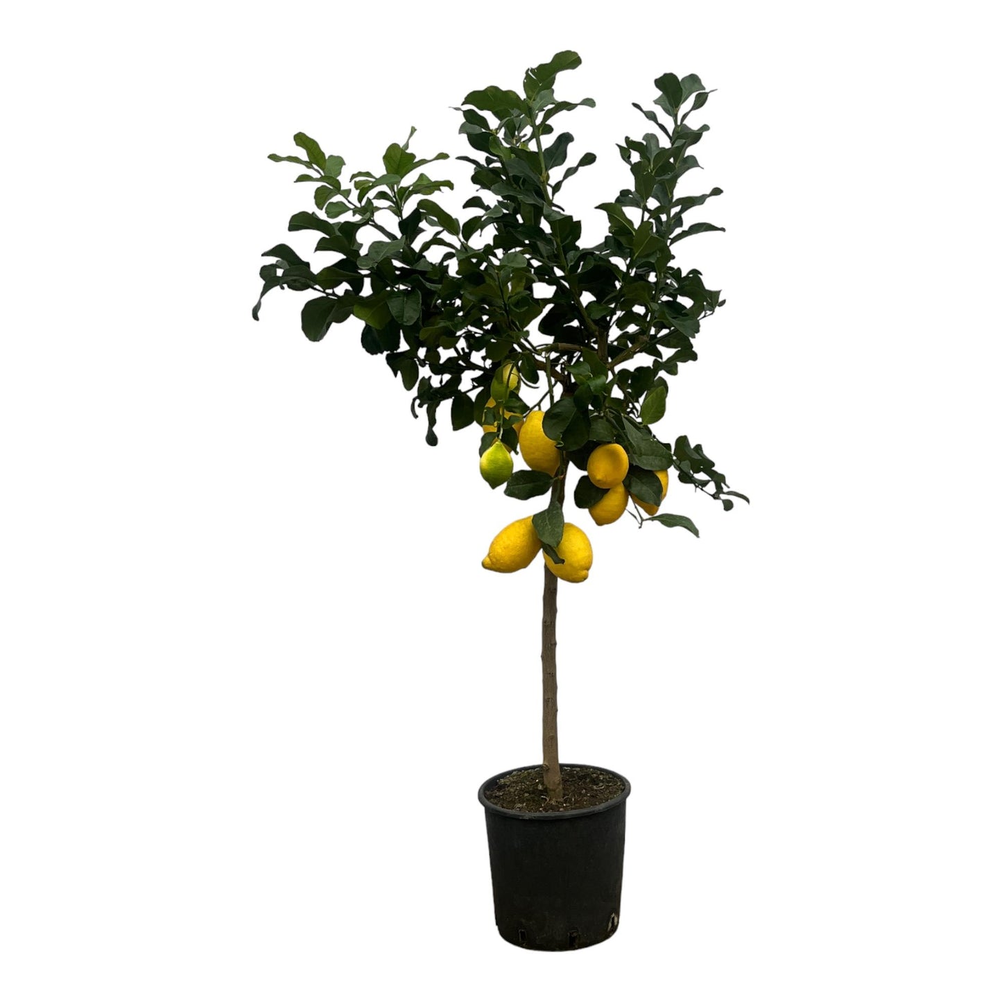 Citroenboom – Citrus Lemon – 150 cm