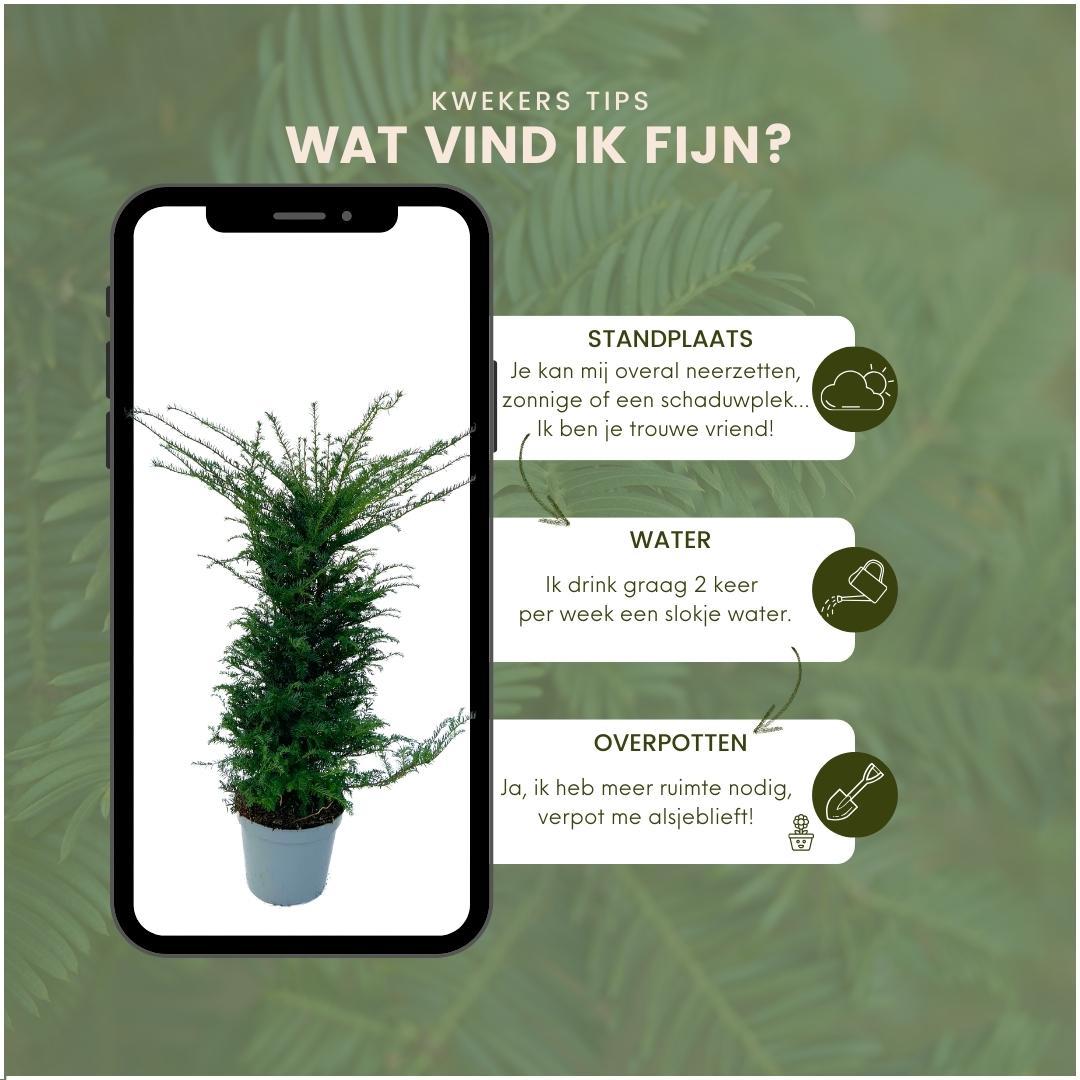 Taxus haag – Taxus baccata – 20 stuks – 100–125 cm