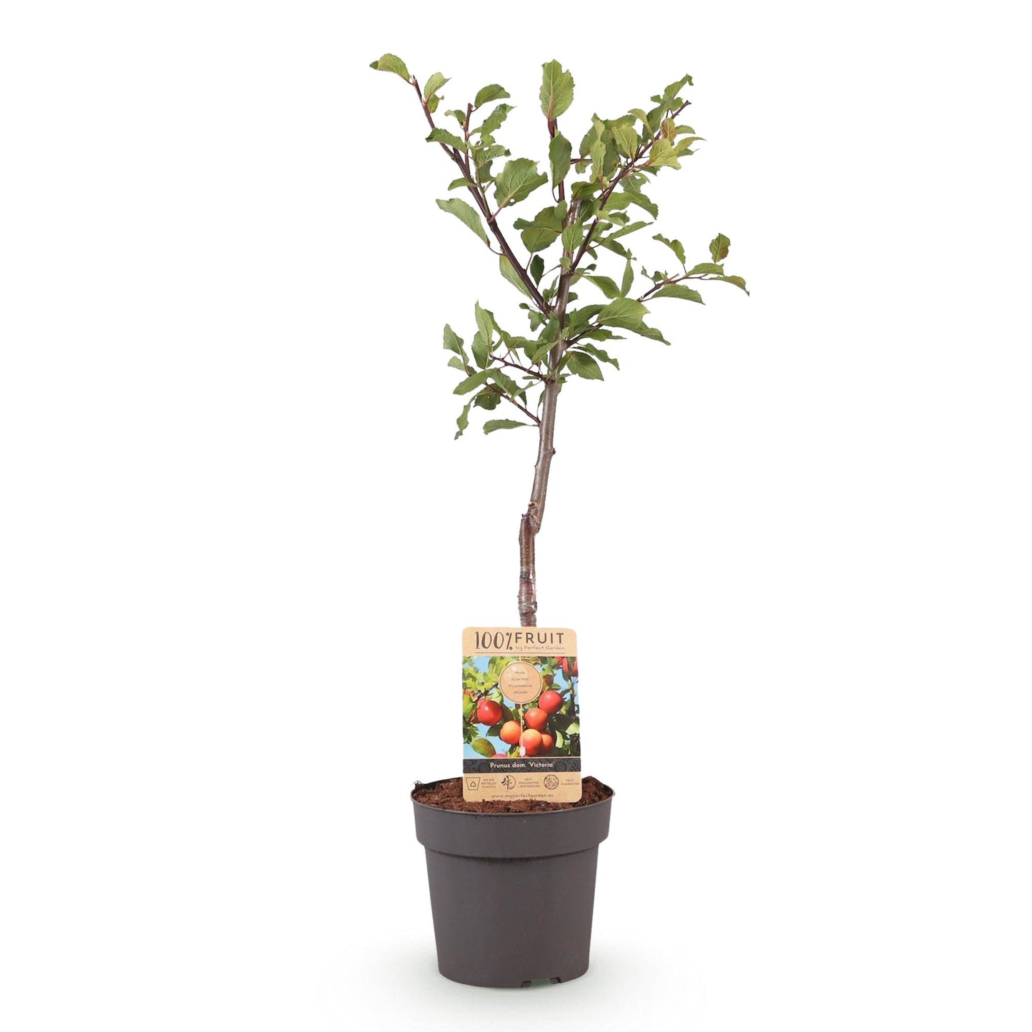 Pruimenboom – Prunus domestica Victoria – 90 cm