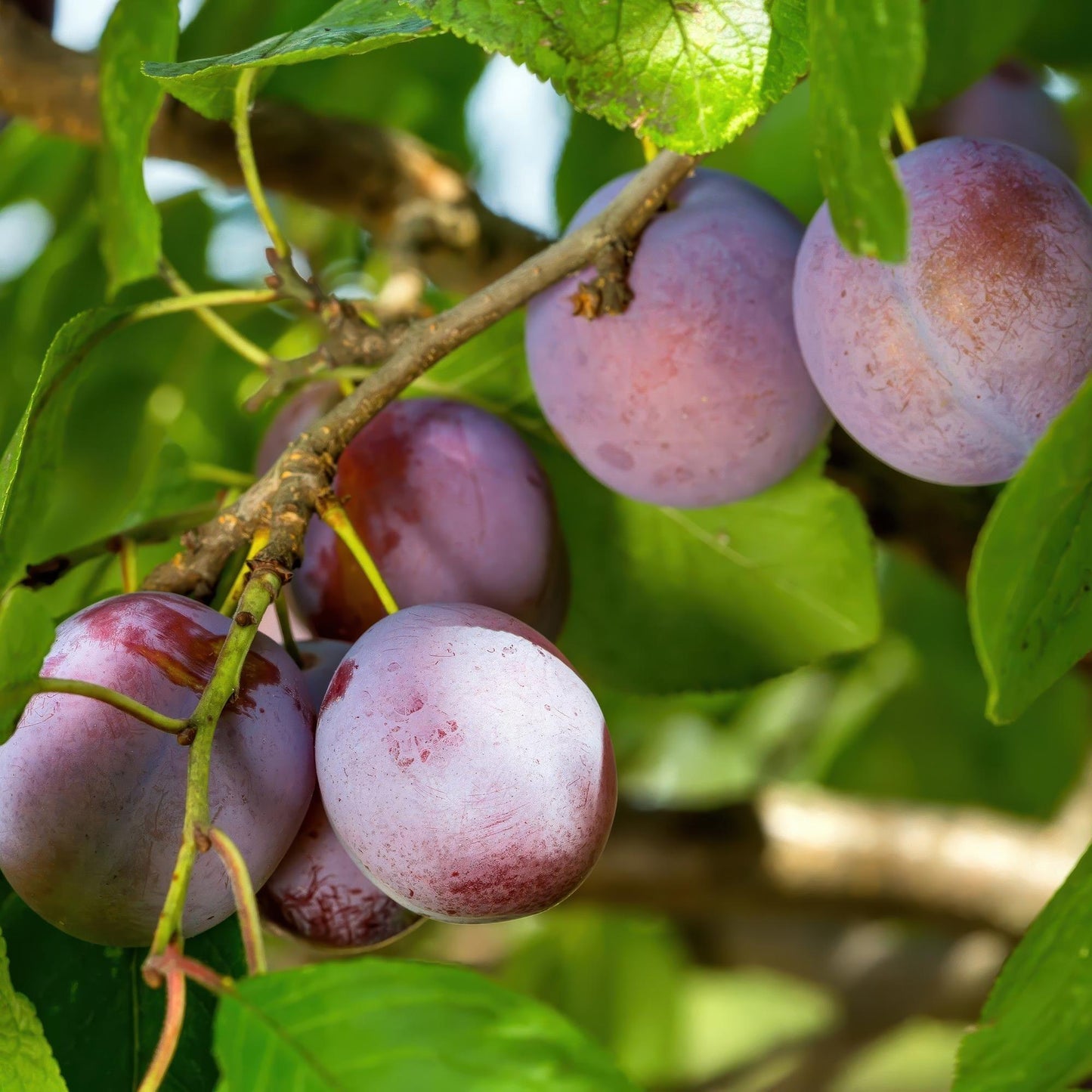 Pruimenboom – Prunus domestica Opal – 90 cm