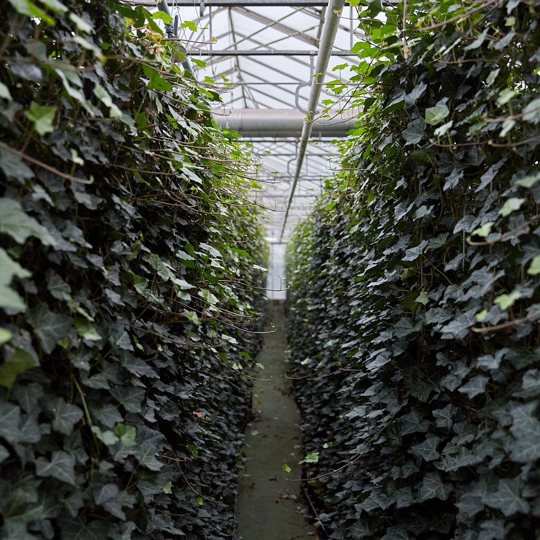 Kant en klaar haag - Klimop - Hedera hibernica -120 cm