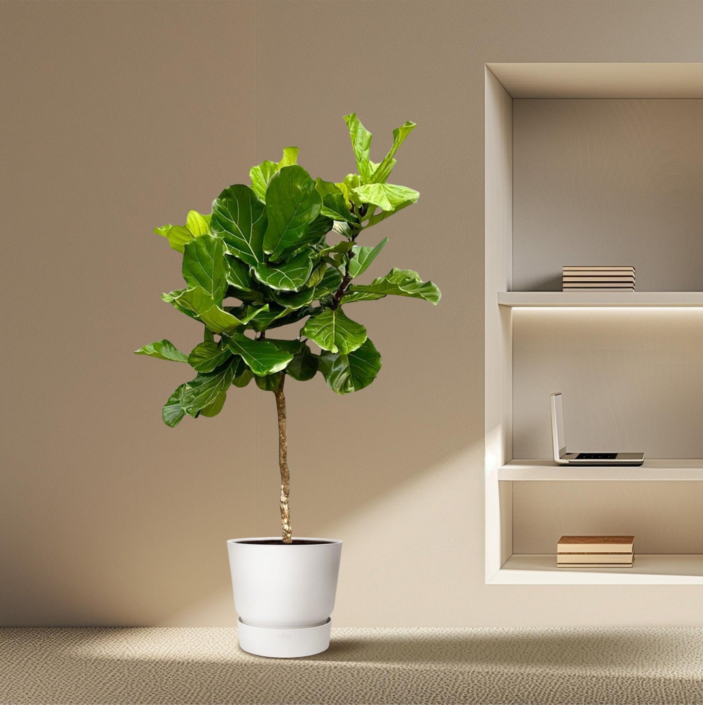 Tabaksplant – Ficus lyrata – 200 cm