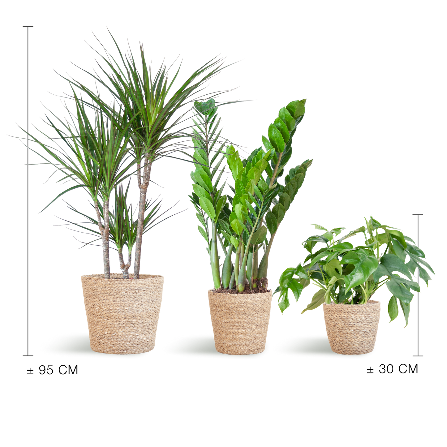 Plantenbox set van 3 - medium - met mand Sofia