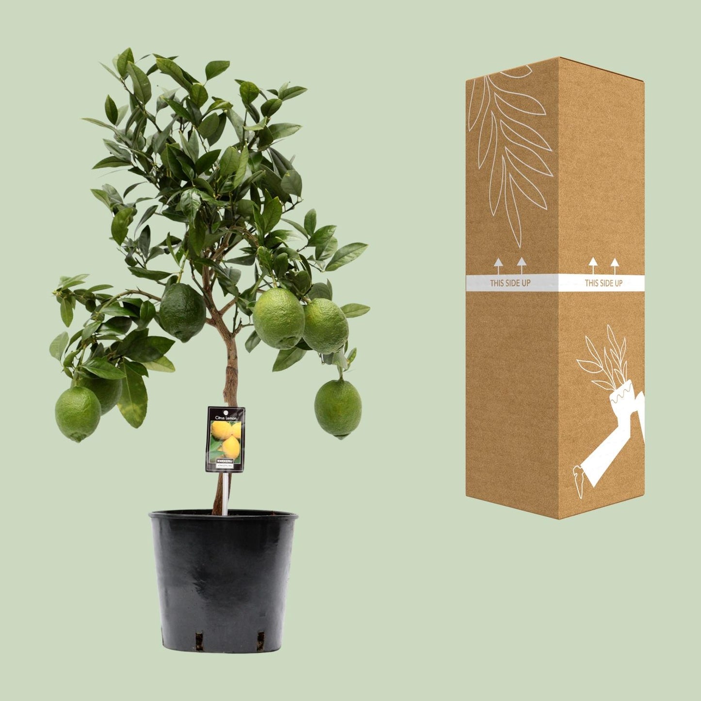 Citroenboom – Citrus lemon – 80 cm