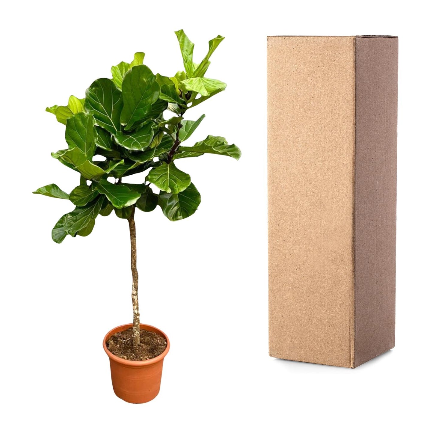 Tabaksplant – Ficus lyrata – 200 cm