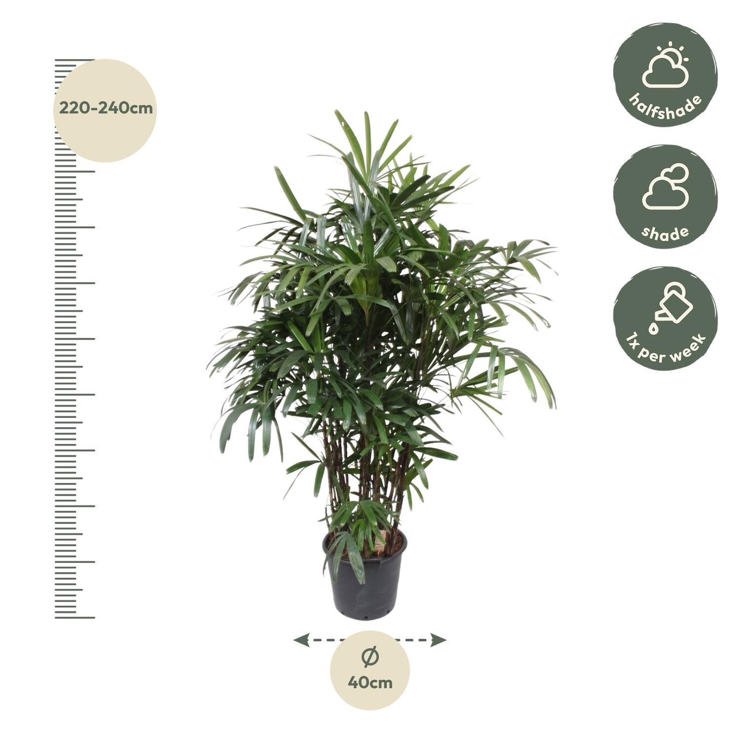 Bamboepalm – Rhapis excelsa – 190 cm