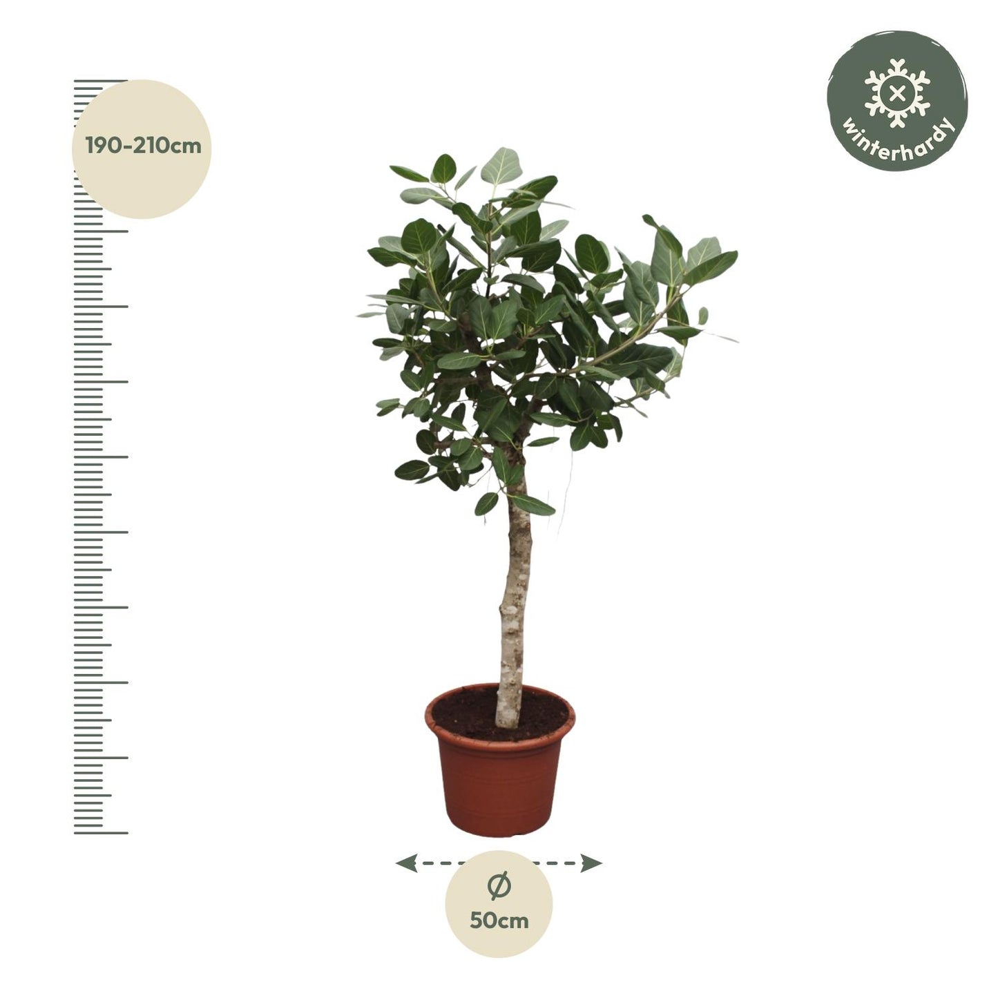 Banyanboom – Ficus benghalensis – 200 cm
