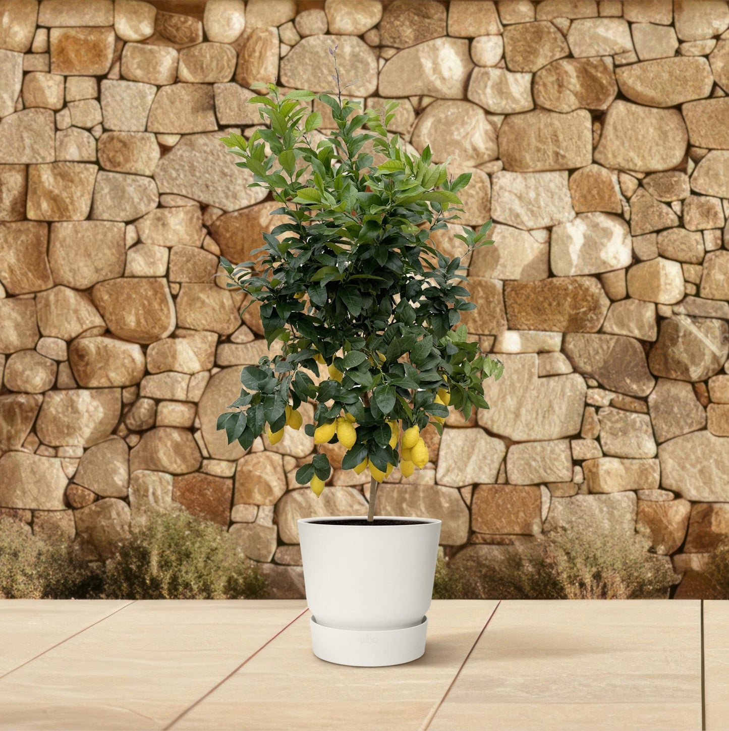 Citroenboom – Citrus lemon – 200 cm