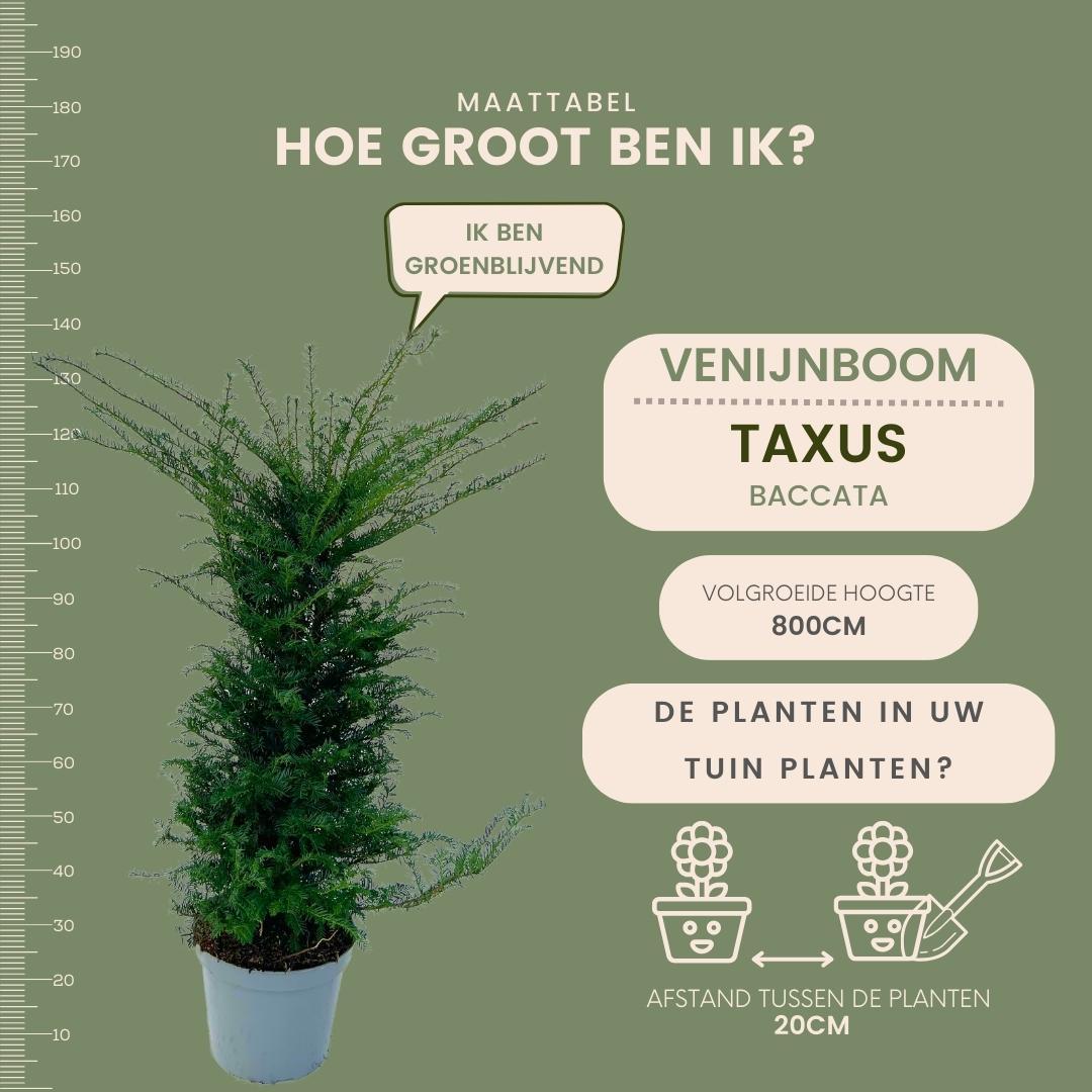 Taxus haag – Taxus baccata – 20 stuks – 100–125 cm