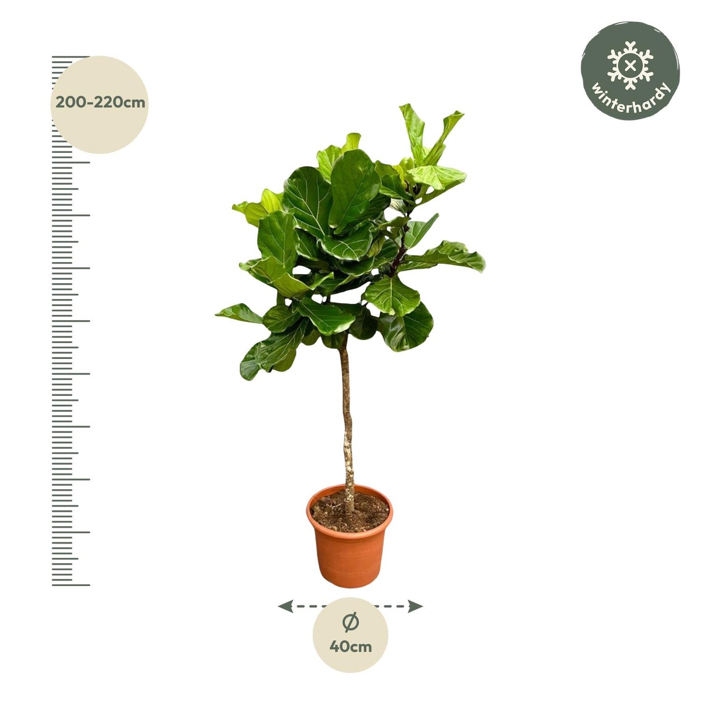 Tabaksplant – Ficus lyrata – 200 cm