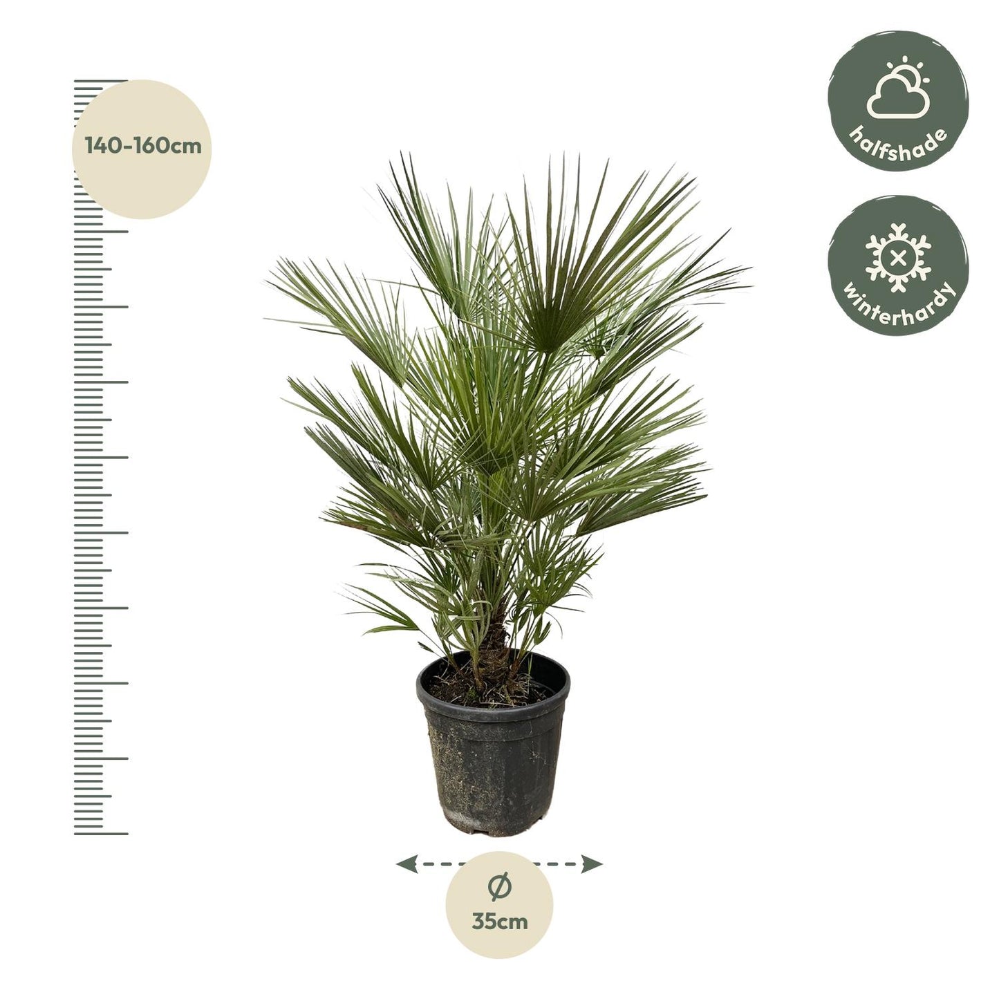 Dwergpalm – Chamaerops humilis – 150 cm