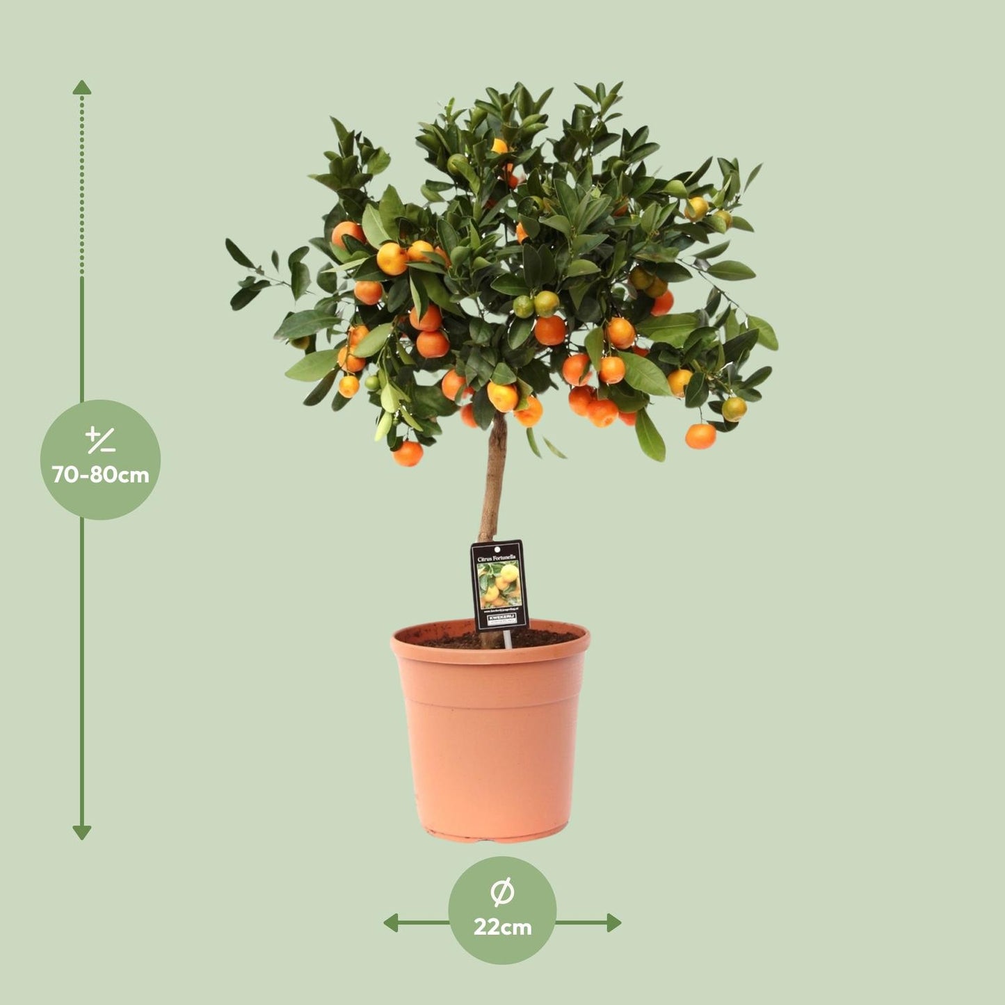 Citroenboom – Citrus calamondin – 80 cm