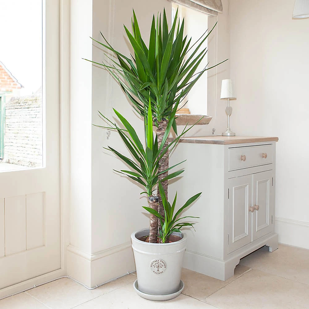 Olifantenpalm – Yucca Elephantipe – 180 cm