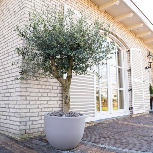 Olijfboom – Olea Lorc – 200 cm