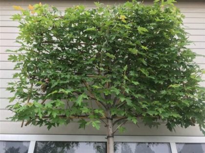 Lei appelboom Elstar (Malus domestica elstar)