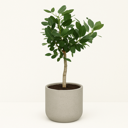 Banyanboom – Ficus benghalensis – 200 cm