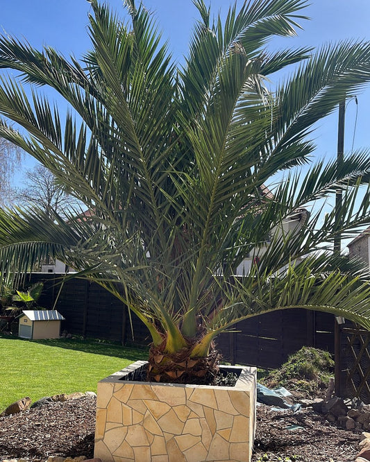 Canarische dadelpalm – Phoenix canariensis – 300 cm